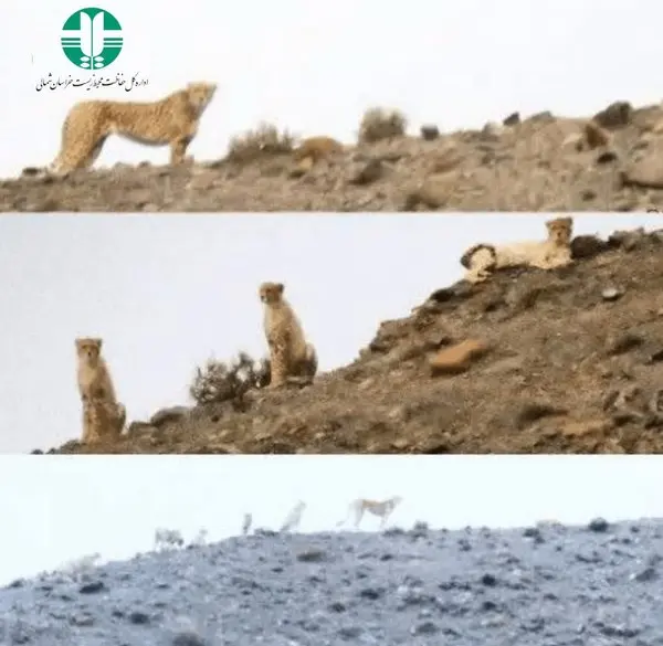 یوزپلنگ