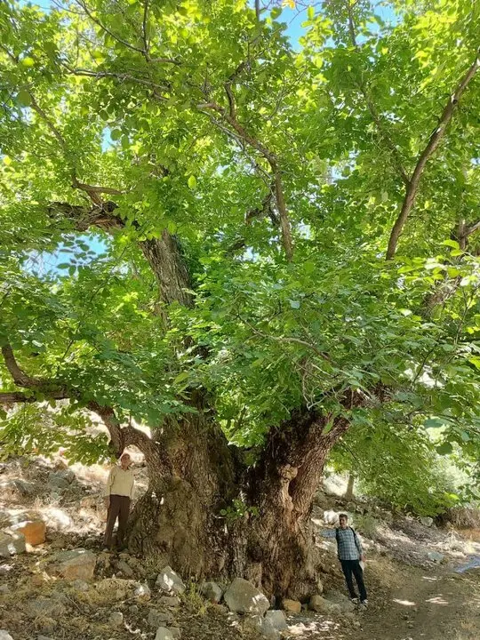 درخت گردو