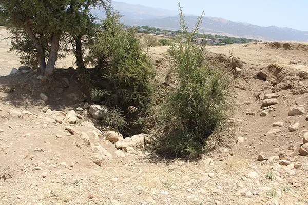 سوداگران_اموال_تاریخی_زیر_همین_درختچه_ها_که_کنار_تپه_جای_دارد_را