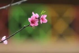 شکوفه‌های بهاری در سوادکوه