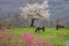 شکوفه‌های بهاری در سوادکوه