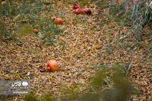 1f66ddd6744342f28de3df7b9e0fccac