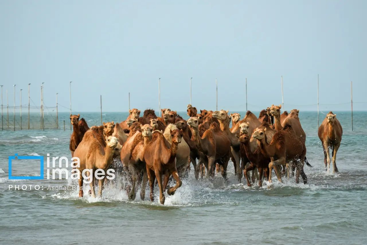 حمام شترها در خلیج فارس