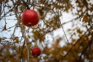 0e08bfe1e4684cc3b1a9eddccb8a9299