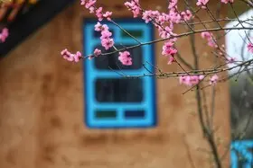 شکوفه‌های بهاری در سوادکوه