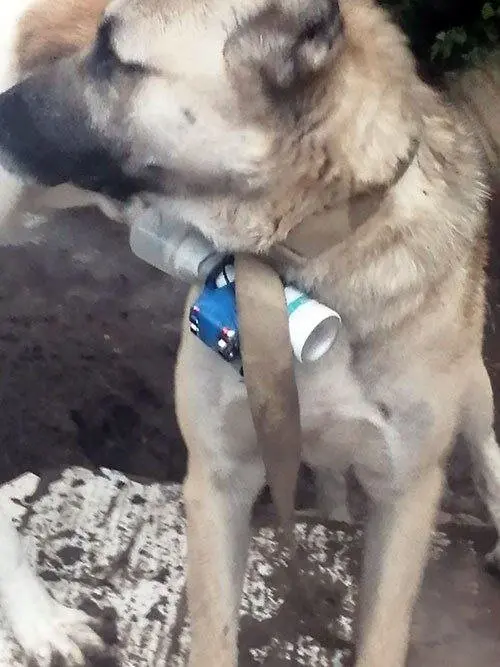 سگ