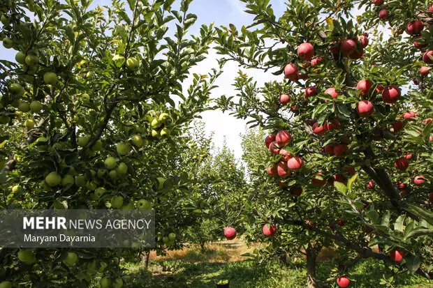 تصاویر زیبا از برداشت سیب در خراسان شمالی