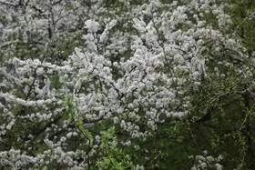 شکوفه‌های بهاری در سوادکوه