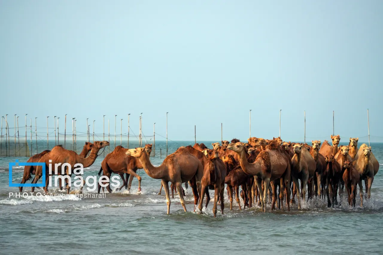 حمام شترها در خلیج فارس