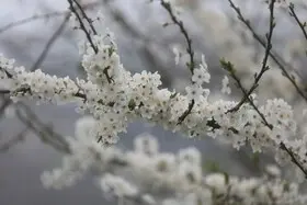 شکوفه‌های بهاری در سوادکوه