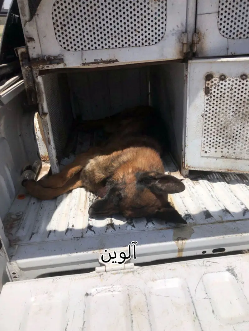 آلوین+1