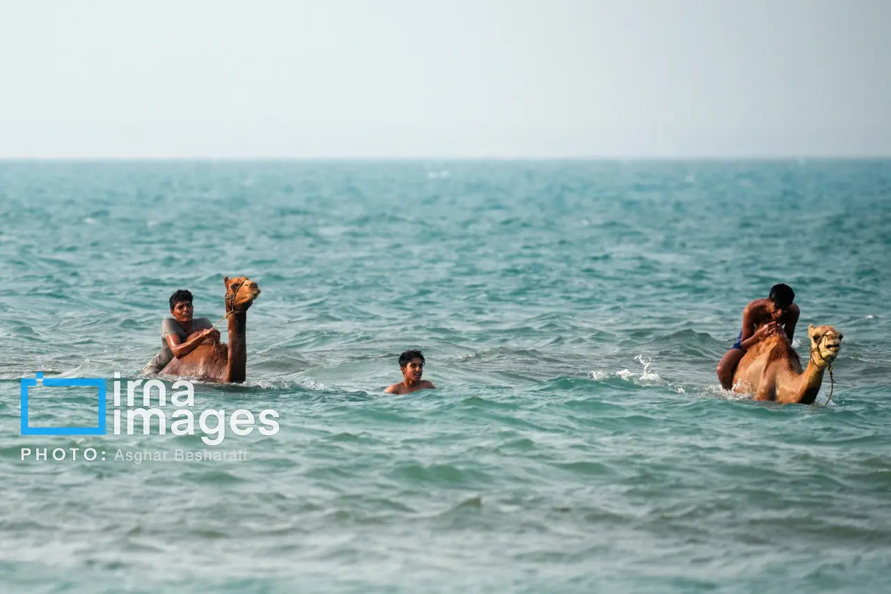حمام شترها در خلیج فارس