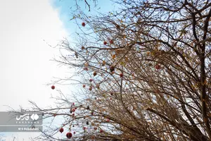 db538506a083443fb2b6c454c430b4e5