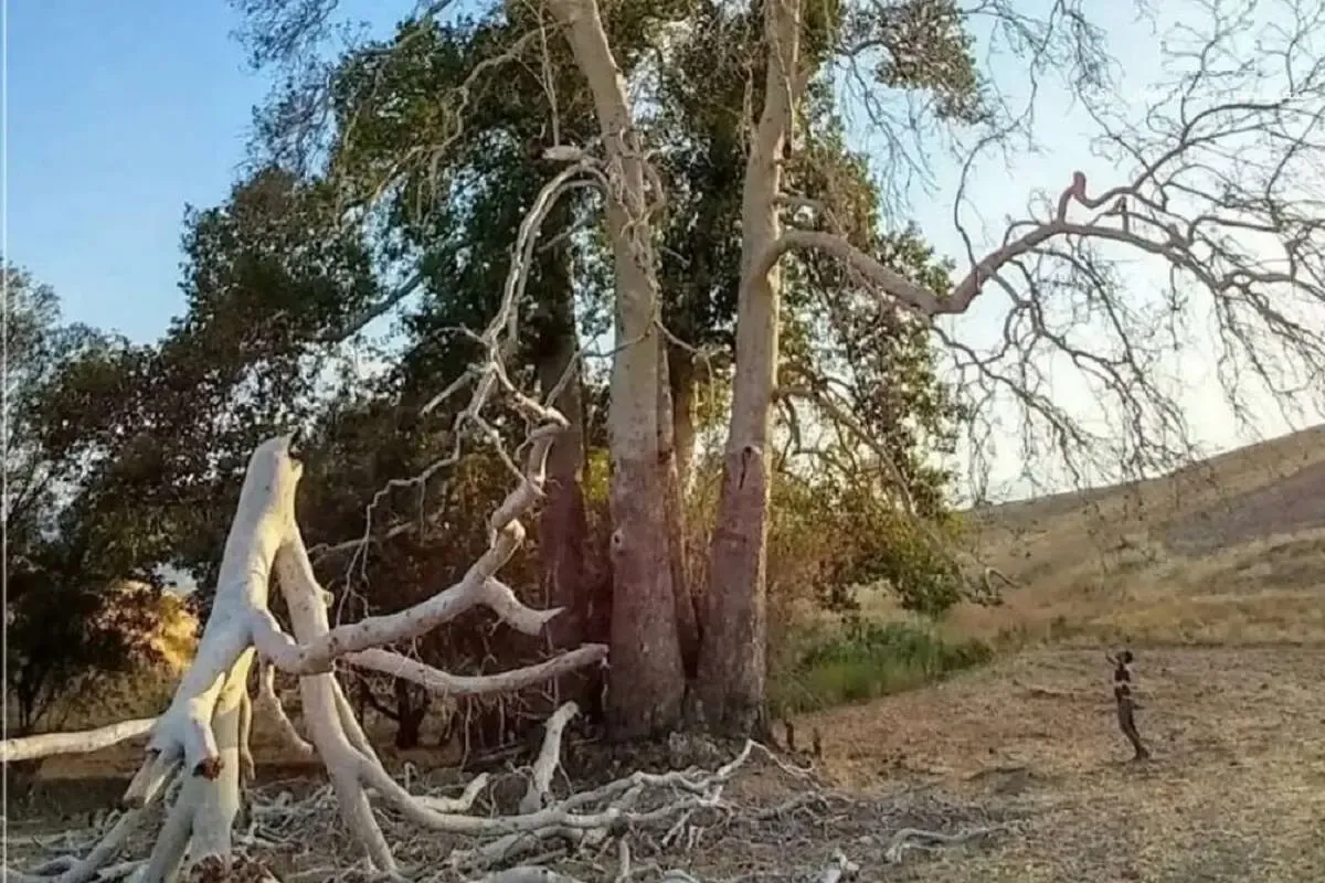 ماجرای قطع درخت چنار تاریخی چه بود؟