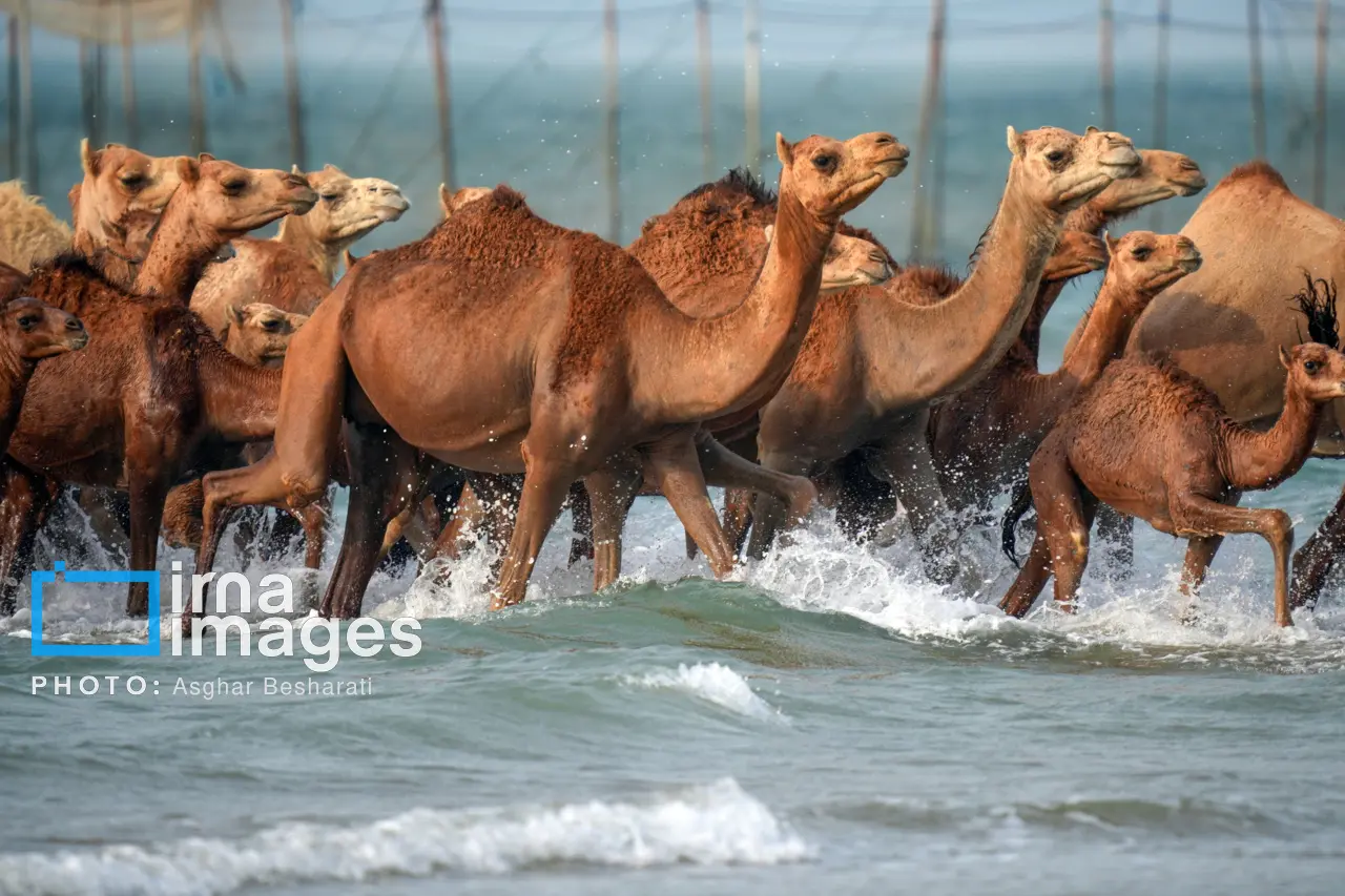 حمام شترها در خلیج فارس
