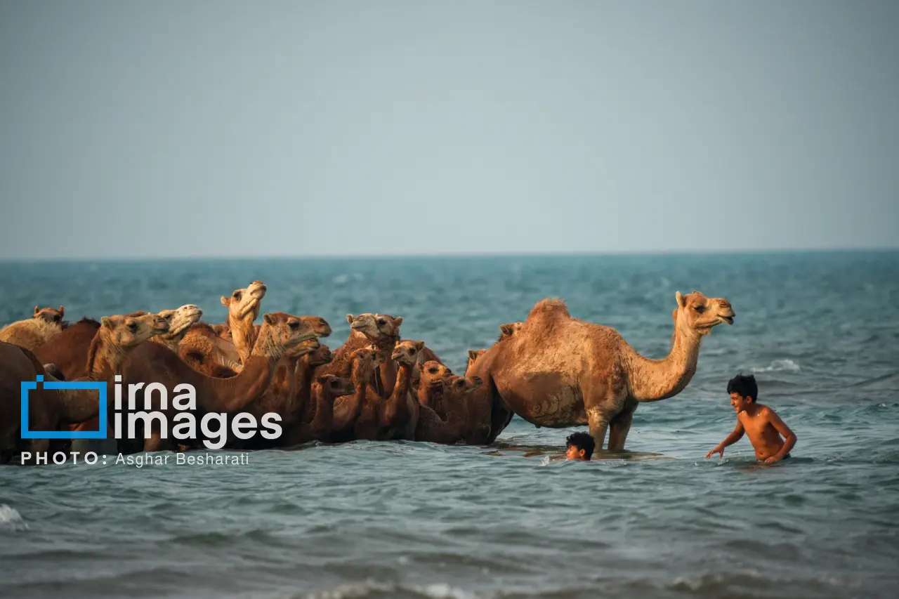 حمام شترها در خلیج فارس