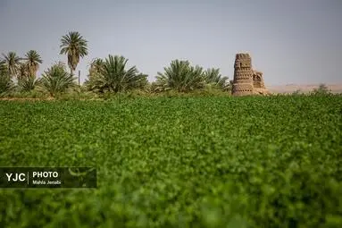 روستای شفیع آباد ۳