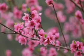 شکوفه‌های بهاری در سوادکوه