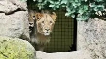 تعلیق فعالیت چهار باغ‌وحش به خاطر شرایط نامناسب