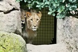 باغ‌وحش جنجالی در هویزه پلمب شد