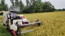 هواشناسی: شالیکاران برای برداشت برنج عجله نکنند