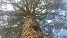 قطع ۳۸ کاج ۵۰ ساله در ورامین