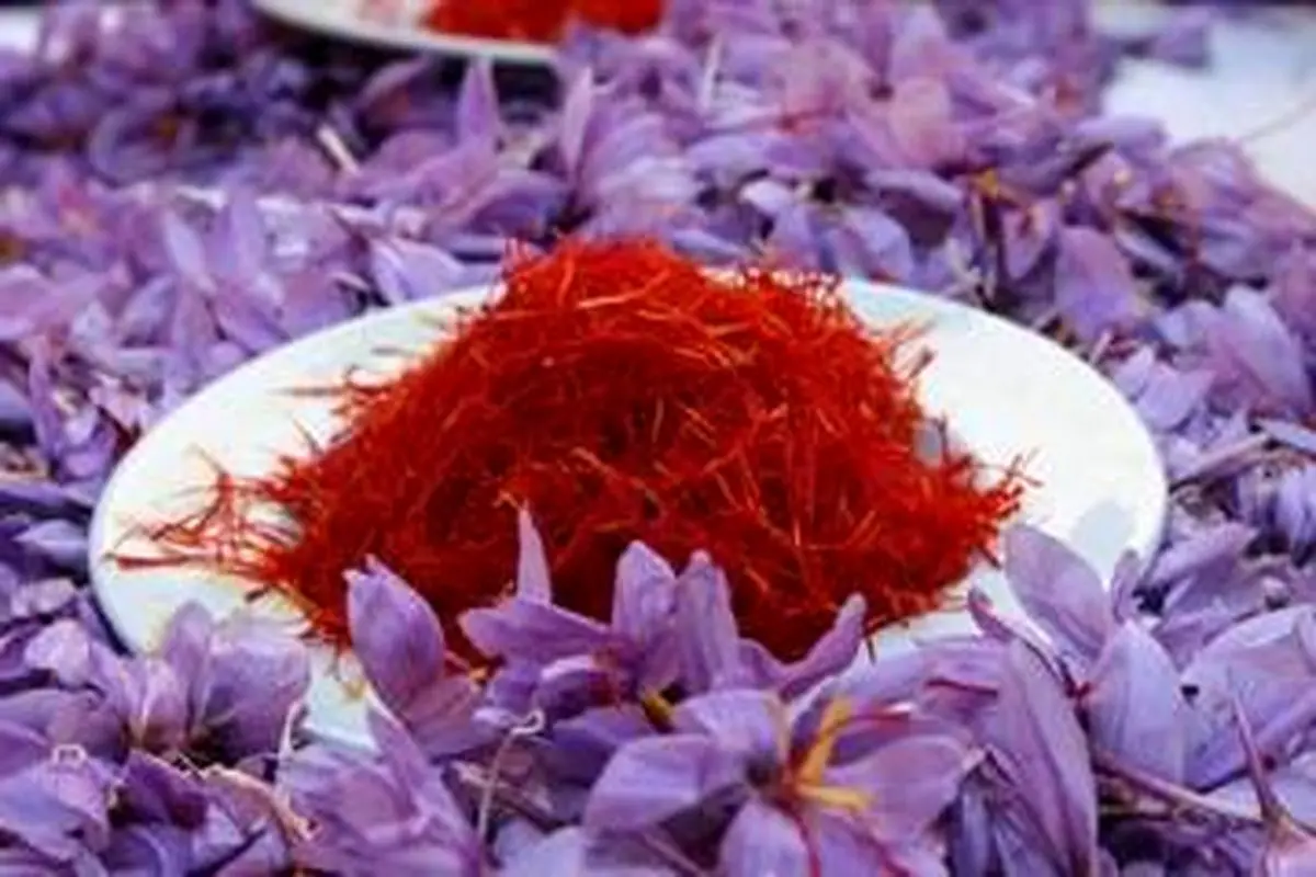قاچاق ماهانه ۱۰ تن زعفران از مرز‌های کشور

