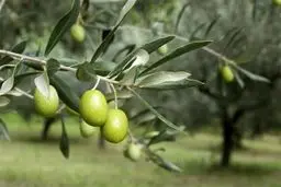 درختان زیتون از داخل سوخت + ویدیو