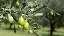 شعر مقاومت