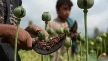 ماجرای مجوز کشت تریاک چیست؟