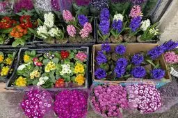 گل و سبزه عید چند؟

