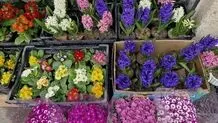 گل و سبزه عید چند؟

