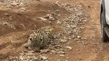 آخرین وضعیت پلنگ زنده‌گیری‌شده در روستای مغانک دماوند