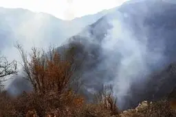 جزئیات جدید از امدادرسانی به جنگل هیرکانی الیت