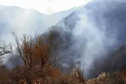 جزئیات جدید از امدادرسانی به جنگل هیرکانی الیت