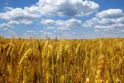 Russia ready to replace Ukrainian grain