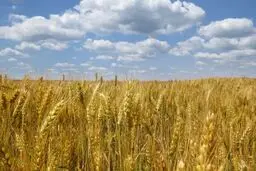 Russia ready to replace Ukrainian grain