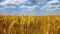 Russia ready to replace Ukrainian grain