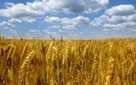 Russia ready to replace Ukrainian grain