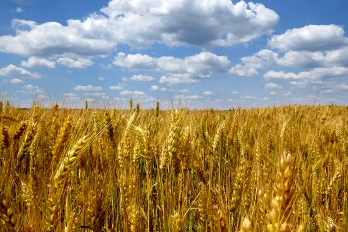 Russia ready to replace Ukrainian grain