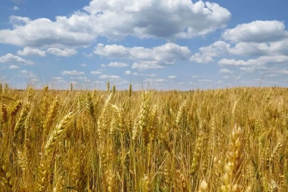 Russia ready to replace Ukrainian grain