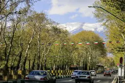 اعتراض محیط زیست به وضعیت نگهداری درختان خیابان ولیعصر