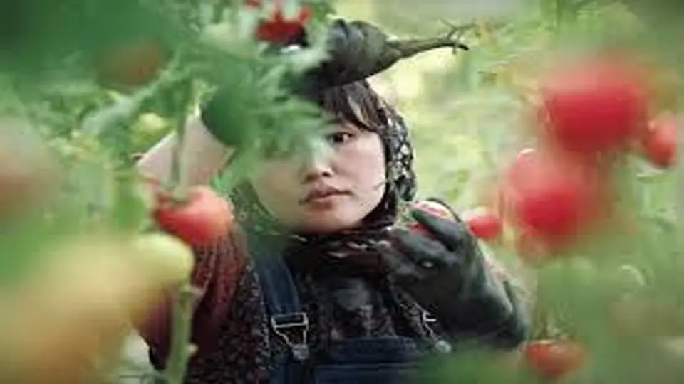 روایتی از جانبهدوشی بیپایان
