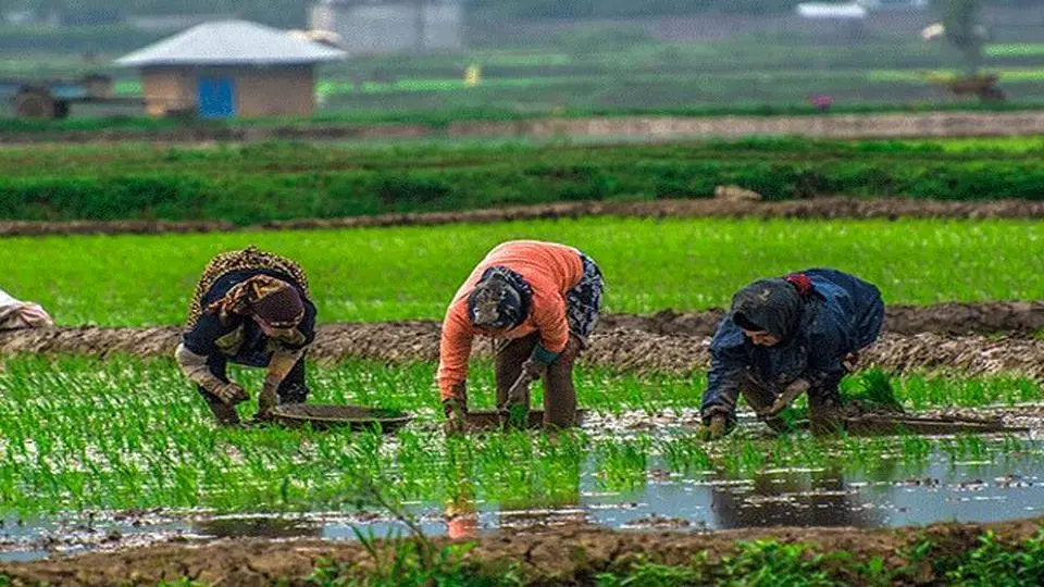 برنج ۵۰ هزار تومانی ایرانی در انبار/ دولت به دنبال واردات برنج ۷۰ هزار تومانی

