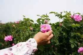 برداشت گل محمدی در روستای اله رودبار بابل