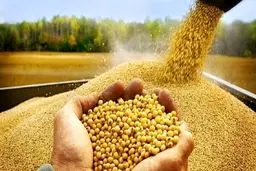 توزیع ۷۵ تن کالای اساسی برای حمایت از تولید کنندگان البرزی

