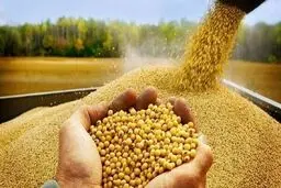 توزیع ۷۵ تن کالای اساسی برای حمایت از تولید کنندگان البرزی
