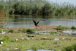 سند تمام تالاب‌ها به نام سازمان حفاظت محیط‌ زیست زده می‌شود

