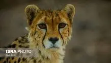 ملاقات با یوزپلنگ آسیایی در قلب توران