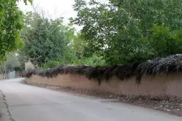 شیراز و باغ‌داران داغدار